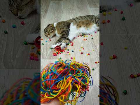Cat Barsik Beads 🌈🌳⭕ Reverse video #marblerunandmore #cat #reverse