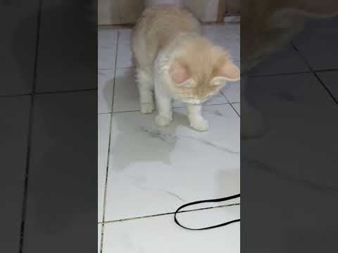 Mochi Funny Cat Shorts #catvideos