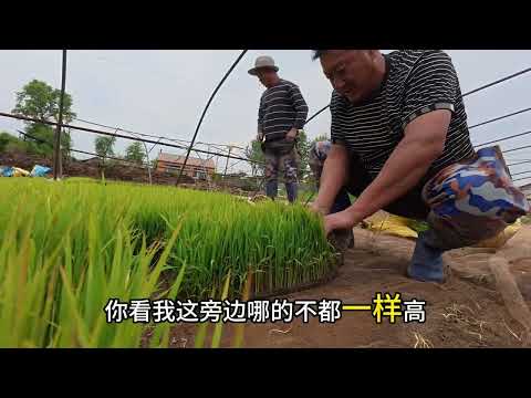 咱家这些地终于都种完了 这回可以等着秋收啦 #粒粒皆辛苦 #插秧 #农村生活 #三农 #稻子