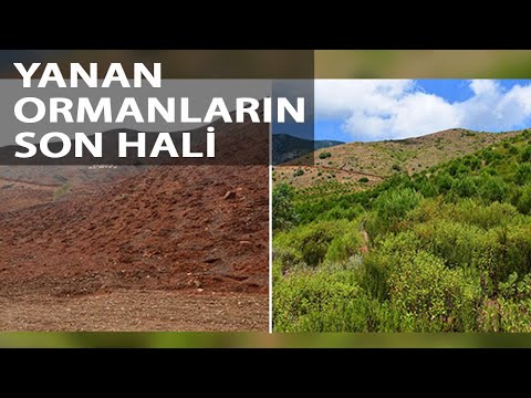 Antalya’da Yanan Ormanlar Yeşillendi