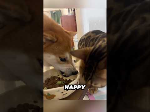 猫の無関心な様子を楽しもう：癒しと笑いの動画 サムネイル
