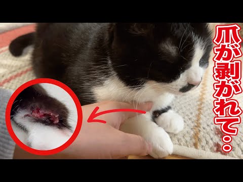 【閲覧注意】キャットウォークから落ちて出血‥その後の経過