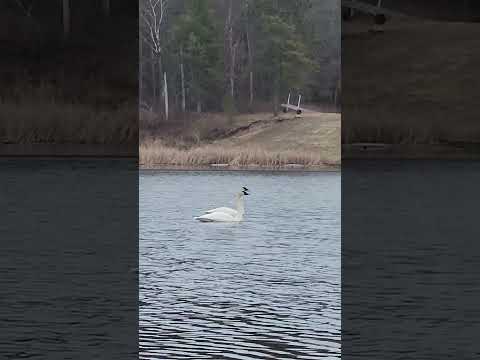 Trumpeter Swans