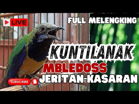 MASTERAN NGERET MENJERIT KASAR!! CUCAK CUNGKOK TEMBAKAN KASAR MEWAH - TEMBAKAN KUNTILANAK
