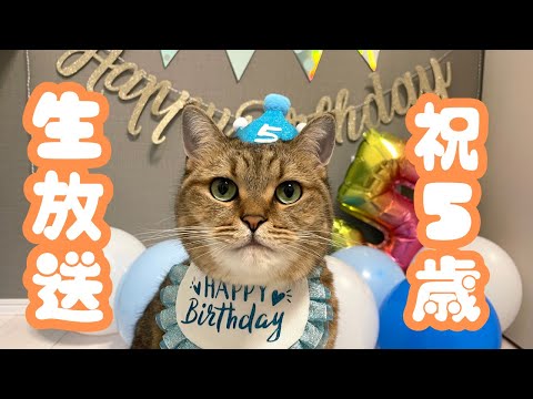 猫の動画サムネイル - みにら君5歳お誕生日生放送🎂