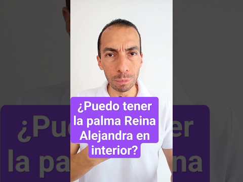 ¿Puedo tenerla palma Reina Alejandra en interior? #consultordigitaljardineria