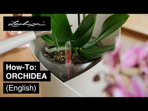 How-To: ORCHIDEA | LECHUZA | English