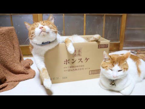 猫の動画サムネイル - ポンスケ　box and cat　250726