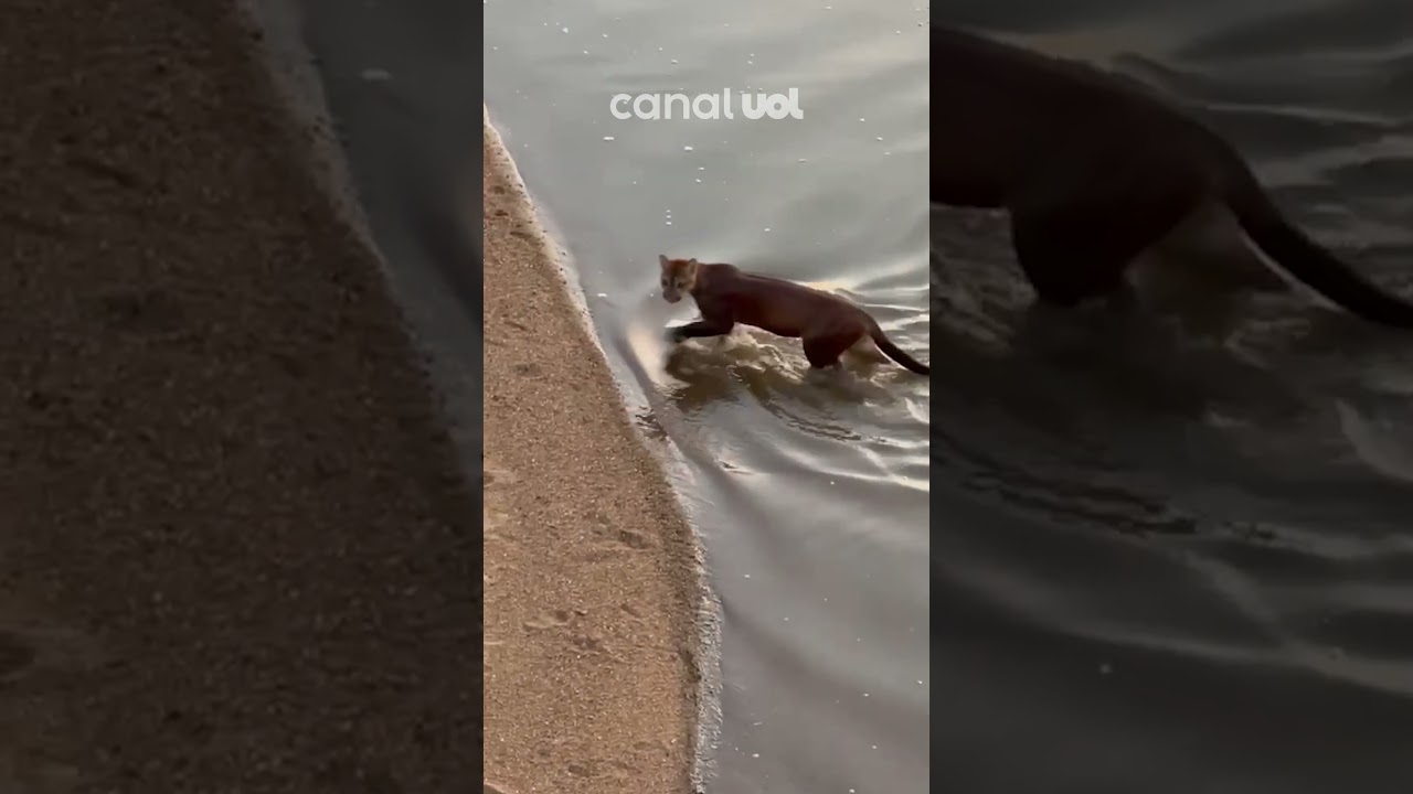 Onça parda é flagrada turistando no centro de Boa Vista em Roraima vídeo
