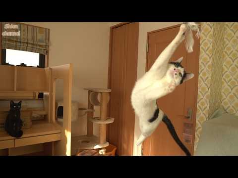 運動神経抜群な猫が１週間ジャンプ練習をしたら…