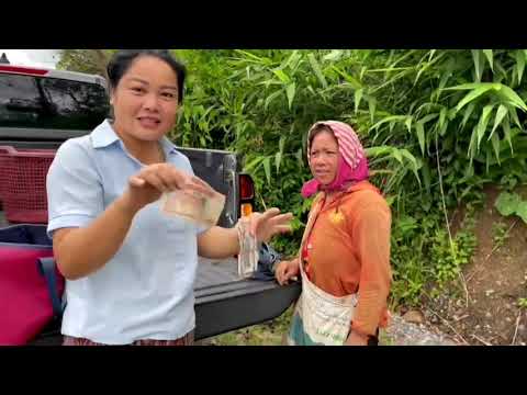 เห็ดปลวก-แม่อริสาตามหาชื้อเห็ด เห็ดปลวก-แม่อริสาตามหาชื้อเห็ด
