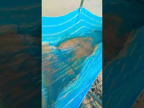 न्यू vido siw #electronicmusic #dj #music #housemusic #farming