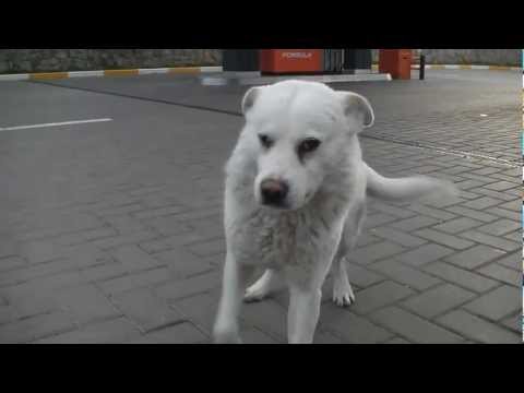 Na jednej ze stacji benzynowych przy autostradzie łączącej Jałtę z Symferopolem na Ukrainie mieszka wyjątkowy pies. Wabi się Biały. Biały nie ma właściciela - ale ma wyjątkowy talent do zjednywania sobie ludzkich serc... Dzięki temu zawsze znajdzie się ktoś, kto go nakarmi i pogłaszcze.