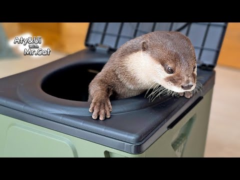 All Packages Delivered to Our House Are Inspected by My Otters [Otter Life Day 924]