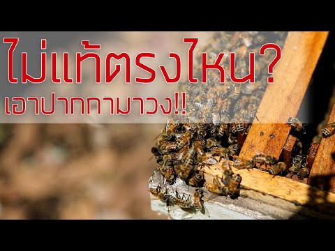 น้ำผึ้งไม่แท้ตรงไหน-เอาปากกามา น้ำผึ้งไม่แท้ตรงไหน-เอาปากกามา
