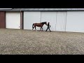 Дрессировка лошади Nieuwe film!! 4 jarige Franklin Bordeaux merrie