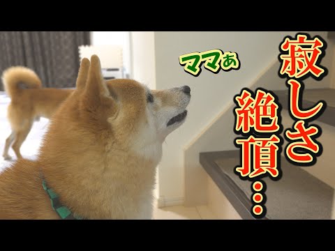 飼い主に会えず、寂しくなった柴犬が２階の部屋に向かって何かを訴え始めました・・・