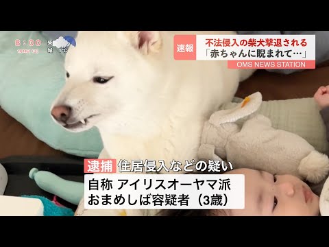 不法侵入の柴犬を赤ちゃんが撃退