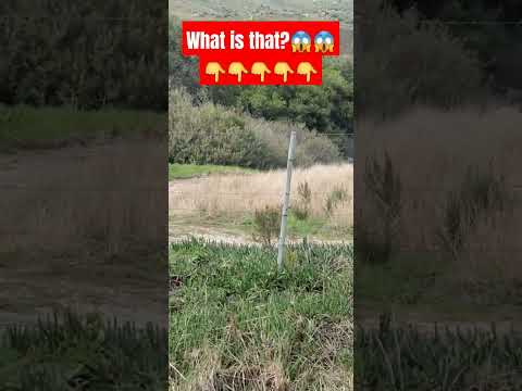 Healthy eco system. 🇿🇦🇵🇭 #monkey #nature #shortsvideo #shortsviral #shorts #forest #shortsbeta