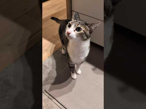 猫の大ジャンプ🐈️ - Cats Jump - #shorts #cat