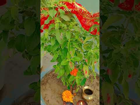 घर में तुलसी है 🌿🌺 तो रख देना यह 🌱 🥀तीन चीज 🙏#shorts