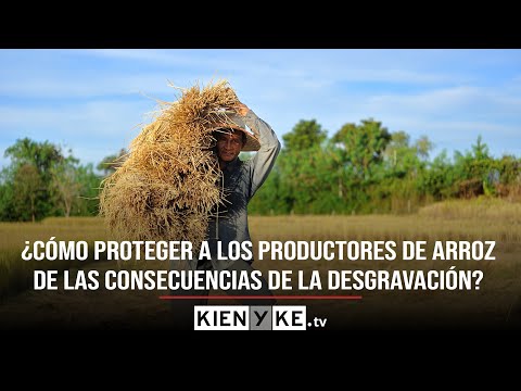 Las estrategias del Ministerio de Agricultura para cuidar a los productores de arroz