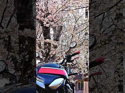 2025　桜　#shorts #z900rs