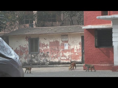 Monkeys, chipmunk but no children as India shuts primary schools due to smog | AFP