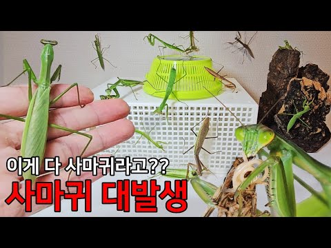 사마귀 대폭발!! 사마귀 먹방 중 대박사건 발생!