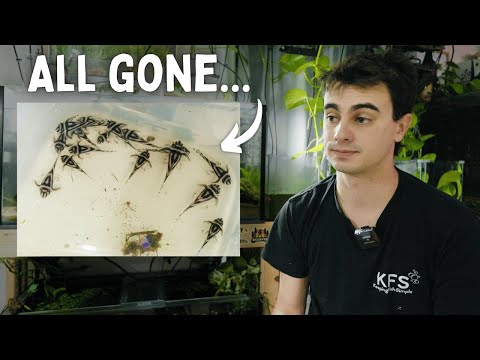 This Mistake Killed Every Single Zebra Pleco Fry ONLINE STORE - https_//keepingfishsimple.com/ 
BUY MY FISH ↠ https_//keepingfishsimple.com/collect