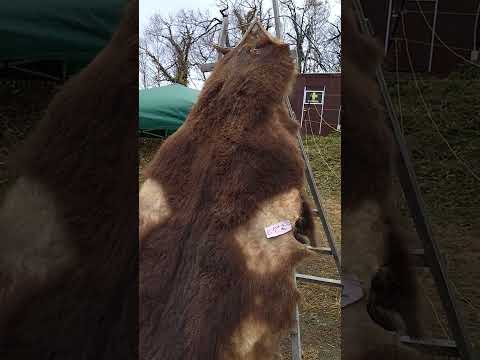 大きいですね〜