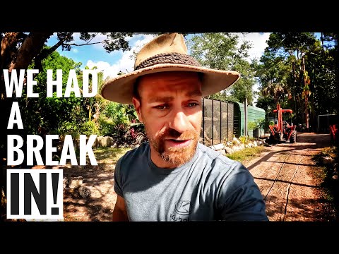 A Wild Gator Broke into my Yard! I spend a lot of time fixing and beautifying my enclosures and reptile habitats to ensure that my an