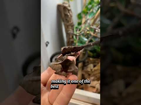 This Exotic Pet is So Rare, It Doesn't Even Look REAL! 🤯🐾 (#1 Will Blow Your Mind!) #animals