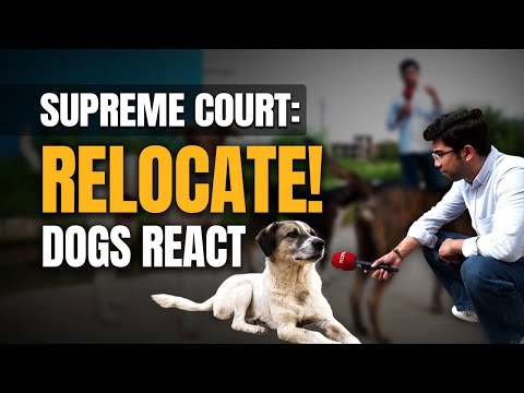 Delhi Dogs React to Supreme Court’s Relocation Order | SATIRE