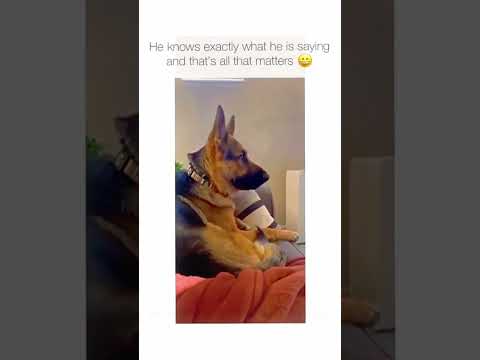 funnydogs#cute#doglover#doglife#cure#dogshorts#pet#doglife#dogshorts