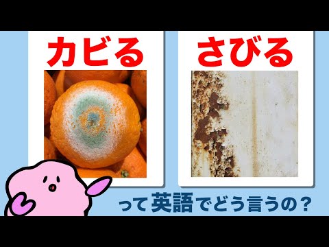カビる・さびるって英語でどう言うの？yで終わる形容詞 大人のフォニックス[#456]