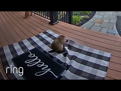 The Most Unsuspected Pair Tried Taking a Porch Rug | RingTV