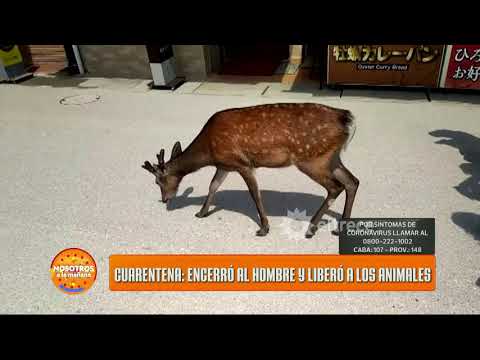 Cuarentena: Encerró al hombre y liberó a los animales