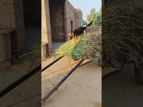 German shepherd dogs in intelligent \ popular dogs breeds in the world #germanshepherd #dog #popular