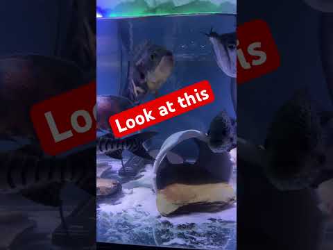 Look at this  #newmusic  #fishroom #aquarium #exot 