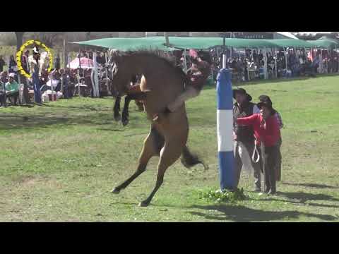 Ganadores Centro Trad. El Sauceño 2024 jineteada #caballos #jinete #charreada #jaripeo #rodeo#Cowboy