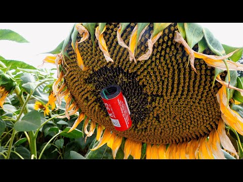 XXL Firecrackers experiment