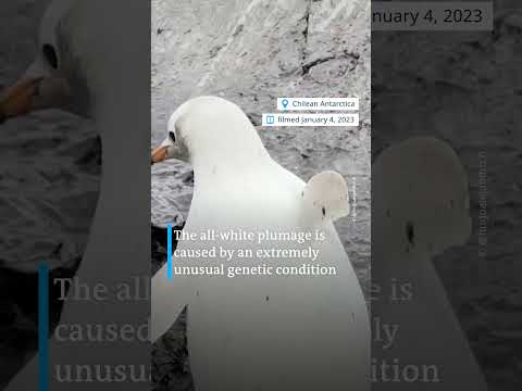 Rare white penguin spotted in the Antarctic | DW News