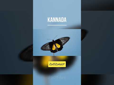 Southern bird wing | Karnataka state butterfly