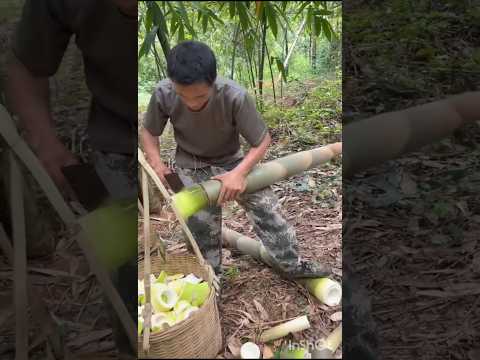 #Bambu Catting 👍#Short Video 🙏....