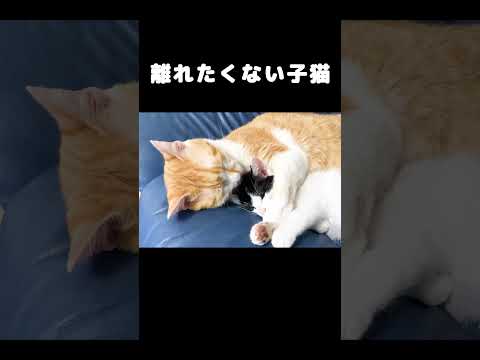 離れたくない子猫 #保護子猫