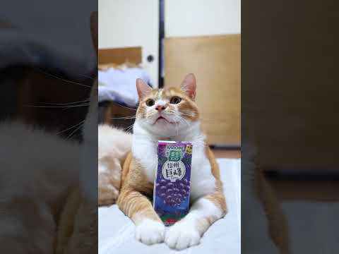 信州巨峰ミックスとかわいい猫の癒しシーンを楽しもう サムネイル