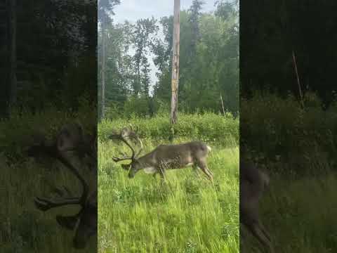 INSANE Caribou Encounter in Alaska! #wildlife #shortsfeed #alaska #wildanimals #wow #hunting