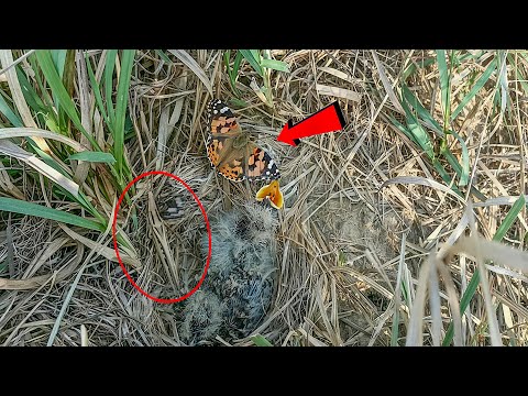 There are butterfly and insects near the skylark bird babies
