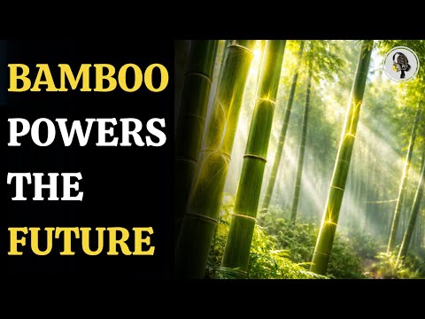 Bamboo Could Become The Next Big Renewable Energy Source | WION Podcast